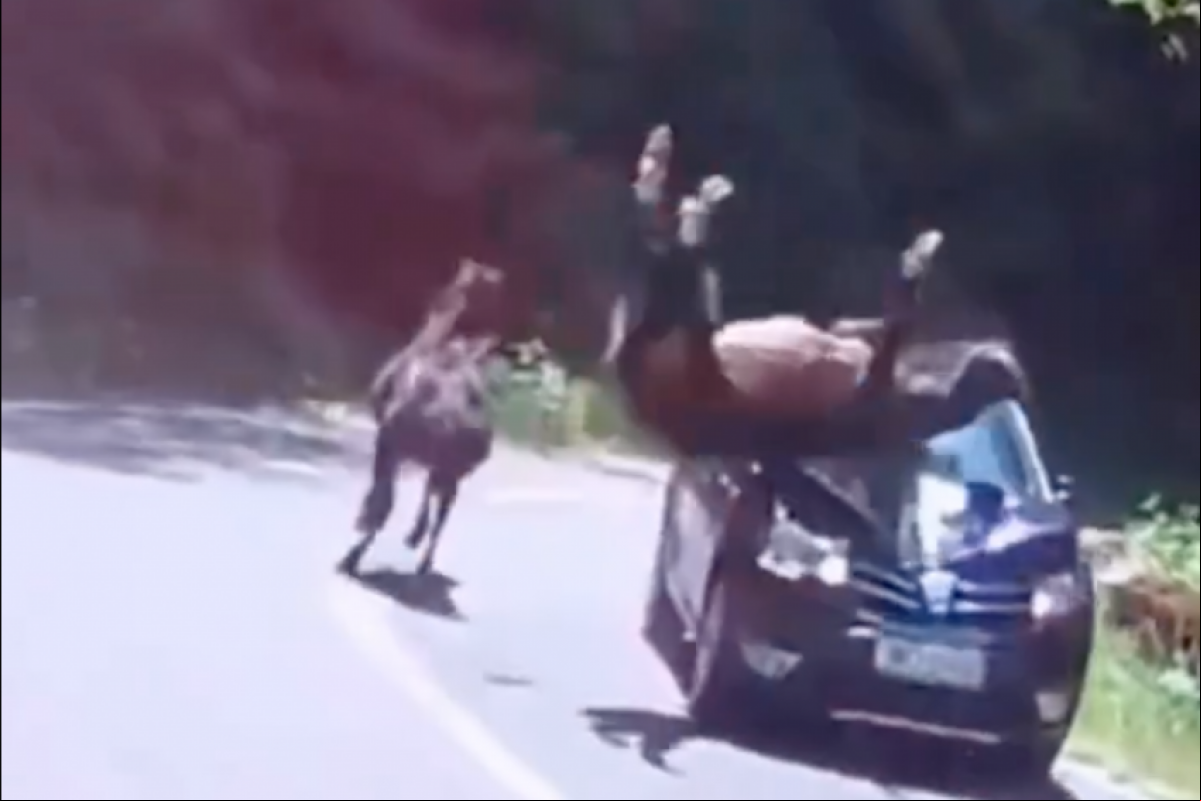 O vídeo tem sido compartilhado nas redes, acompanhado de alertas sobre os riscos de animais soltos em vias públicas.